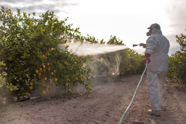 Best Wasp Removal Services  in Parkston, SD