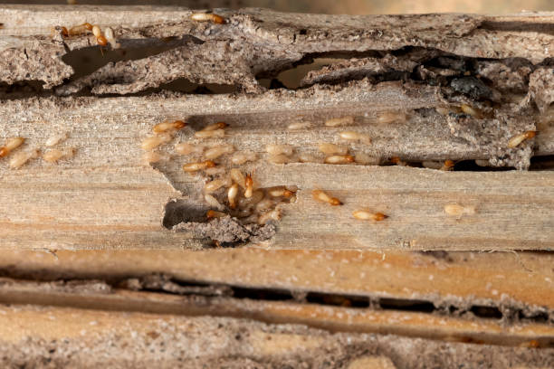 Best Best Pest Control Companies  in Parkston, SD